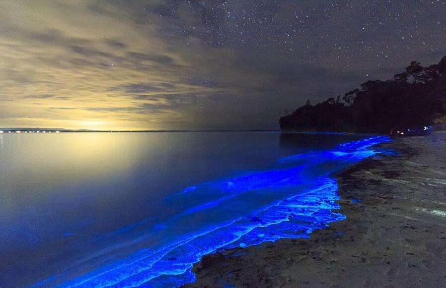 塔斯马尼亚大学｜美呆了！澳洲会发光的海滩，一片片蓝色荧光好梦幻
