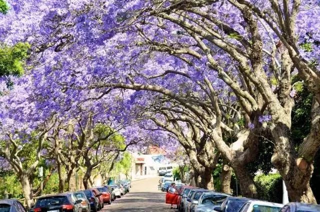悉尼的蓝花楹美景，错过了就又要等一年了！