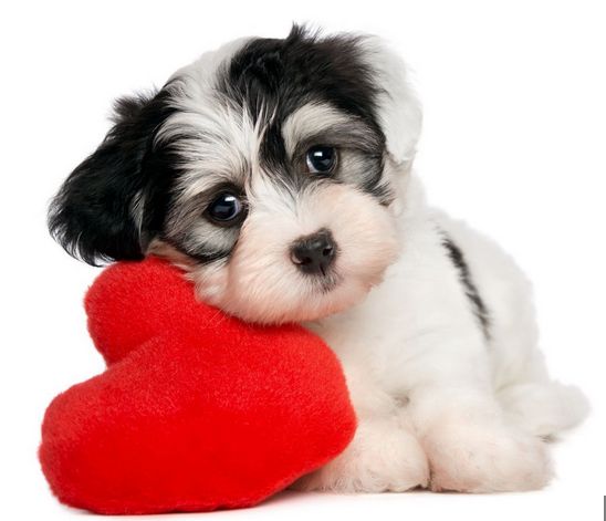 【留学生活】喜欢，其实不只有“Like”能表达