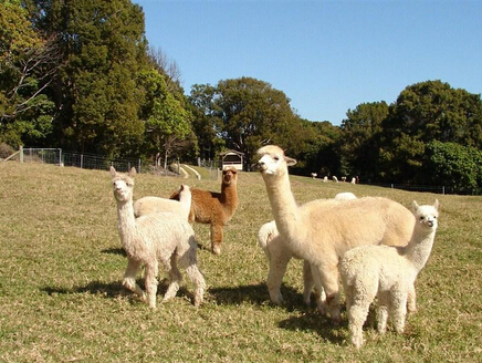 【澳洲留学党】利用你的学生证省钱!