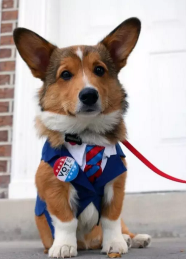 希拉里和特朗普二选一？我选择投给我家狗