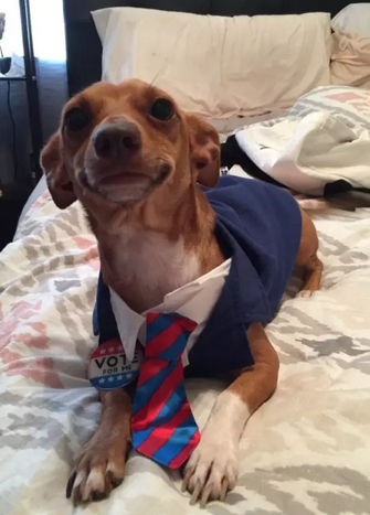 希拉里和特朗普二选一？我选择投给我家狗