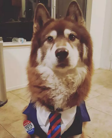 希拉里和特朗普二选一？我选择投给我家狗