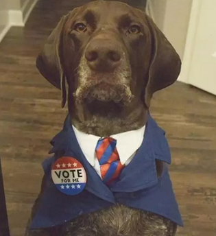 希拉里和特朗普二选一？我选择投给我家狗