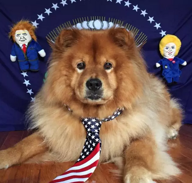 希拉里和特朗普二选一？我选择投给我家狗