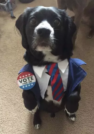 希拉里和特朗普二选一？我选择投给我家狗