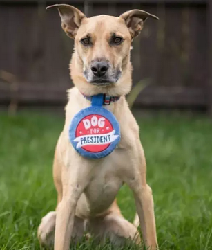 希拉里和特朗普二选一？我选择投给我家狗