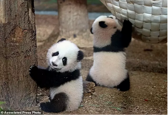 2016还没放过美国!连熊猫都要离开了!