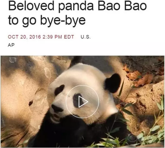 2016还没放过美国!连熊猫都要离开了!