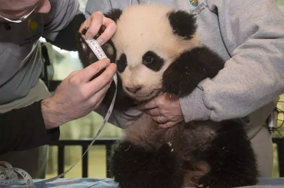 2016还没放过美国!连熊猫都要离开了!