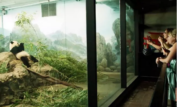 2016还没放过美国!连熊猫都要离开了!