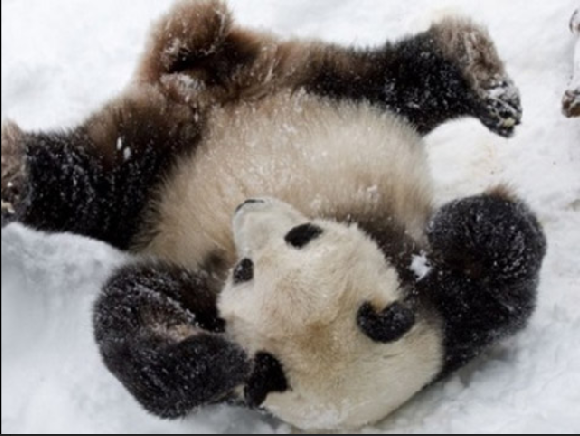 2016还没放过美国!连熊猫都要离开了!