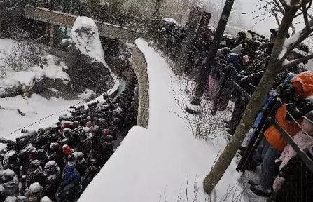 2016还没放过美国!连熊猫都要离开了!