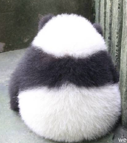 2016还没放过美国!连熊猫都要离开了!