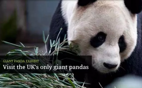 2016还没放过美国!连熊猫都要离开了!