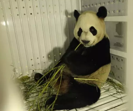 2016还没放过美国!连熊猫都要离开了!