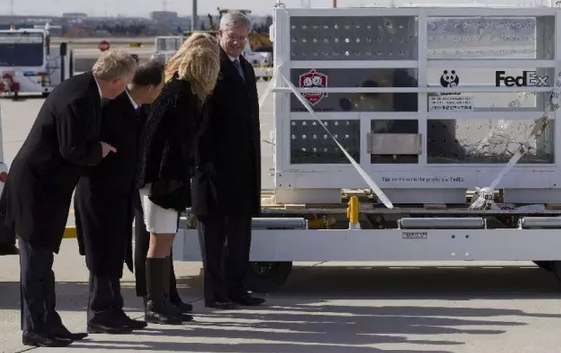 2016还没放过美国!连熊猫都要离开了!