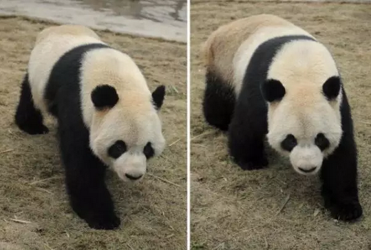 2016还没放过美国!连熊猫都要离开了!