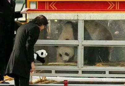 2016还没放过美国!连熊猫都要离开了!