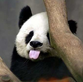 2016还没放过美国!连熊猫都要离开了!