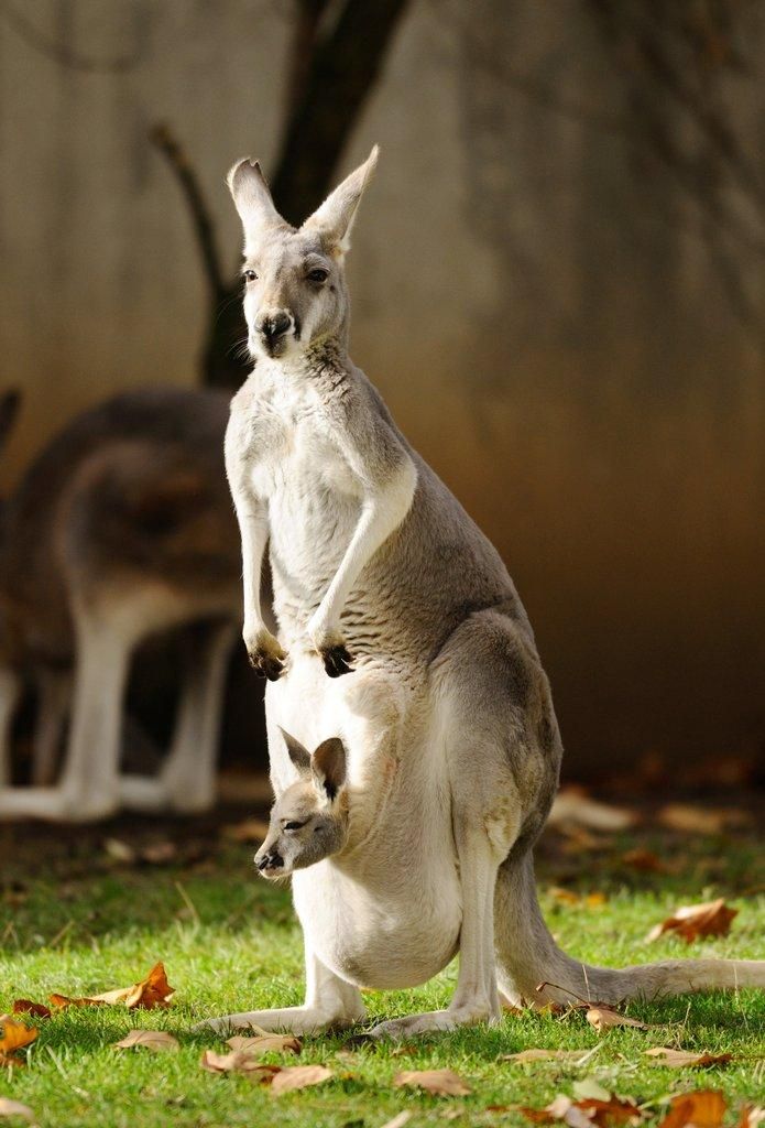 【澳洲资讯】心疼，澳洲今年又要杀一百多万只袋鼠了