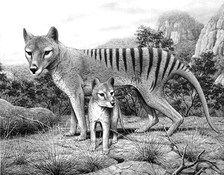 【澳洲资讯】心疼,澳洲今年又要杀一百多万只袋鼠了