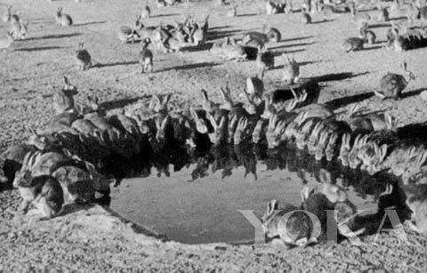 【澳洲资讯】心疼,澳洲今年又要杀一百多万只袋鼠了