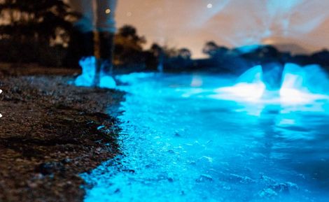 塔斯马尼亚大学|美呆了!澳洲会发光的海滩,一片片蓝色荧光好梦幻