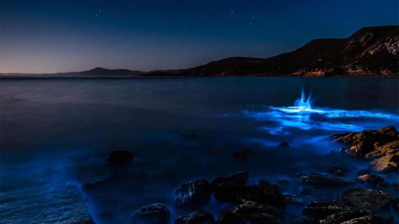 塔斯马尼亚大学|美呆了!澳洲会发光的海滩,一片片蓝色荧光好梦幻
