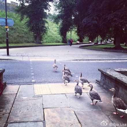 英国约克大学|University of Duck?