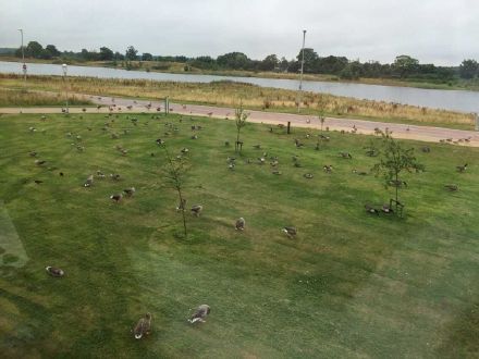 英国约克大学|University of Duck?