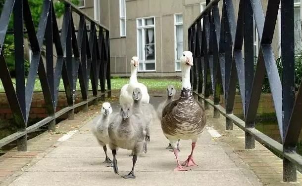 英国约克大学|University of Duck?