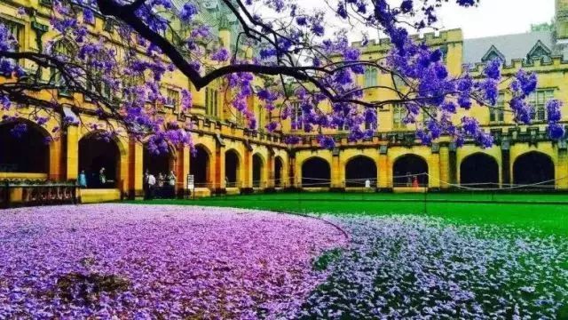 悉尼的蓝花楹美景,错过了就又要等一年了!