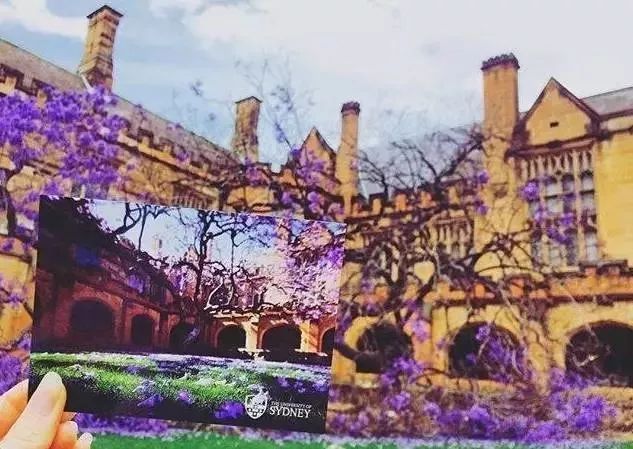 悉尼的蓝花楹美景,错过了就又要等一年了!