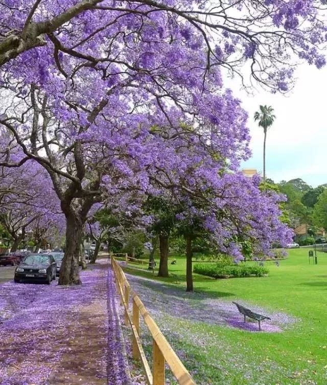 悉尼的蓝花楹美景,错过了就又要等一年了!