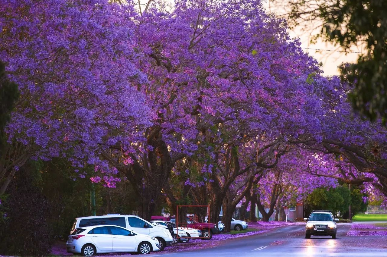 悉尼的蓝花楹美景,错过了就又要等一年了!