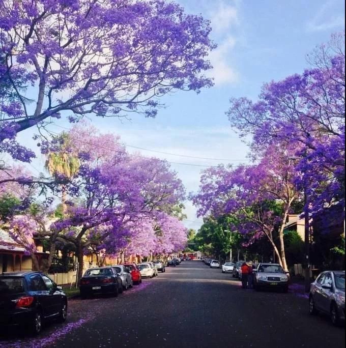 悉尼的蓝花楹美景,错过了就又要等一年了!