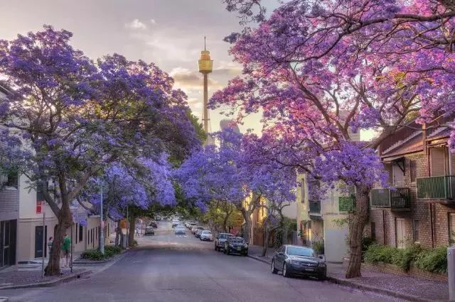 悉尼的蓝花楹美景,错过了就又要等一年了!