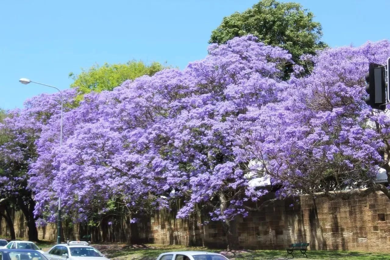 悉尼的蓝花楹美景,错过了就又要等一年了!